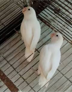 Albino black eyes/ split pair