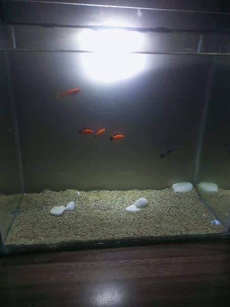 Aquarium for sale 1