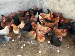 Golden misri Desi Fresh 110% Eggs laying hens Murghi Available