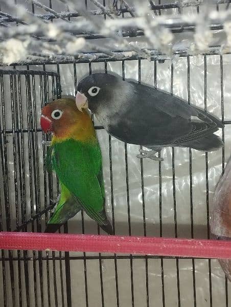 Birds Parrots love birds 0321*6000426 4