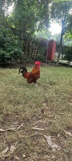 Murgha (cock) for sale