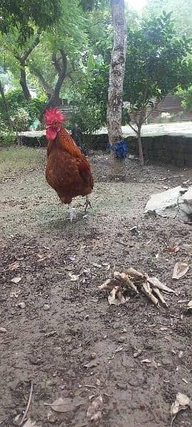 Murgha (cock) for sale 6