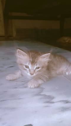 Persian Cat for Sell 0