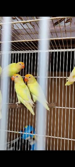 Creamino,decino & albino red eyes  jumbo size adult pairs