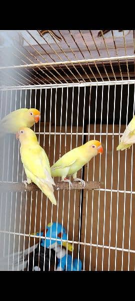 Creamino decino and albino red eyes breeder and bonded pair 2