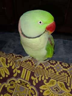 raw parrot 0