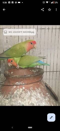 breeder fisher for sale with eggs WhatsApp 03 zero 82177246