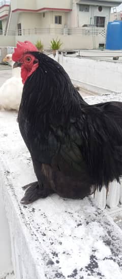 Bantam pair for sale