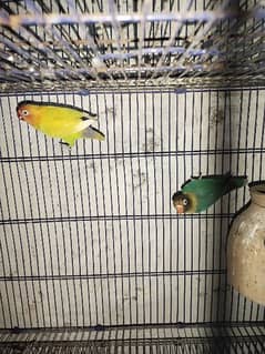 Love birds albino split parblue