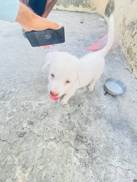 labrador and russian mix 2