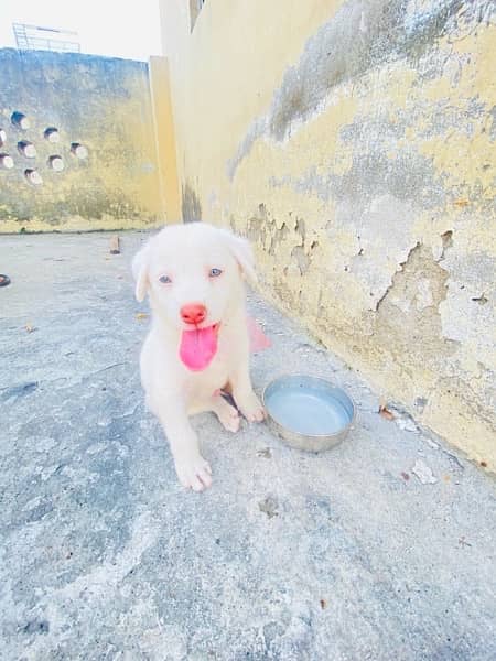 labrador and russian mix 3