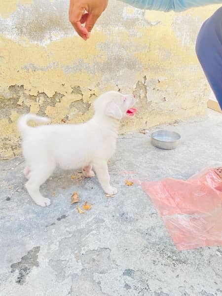 labrador and russian mix 4