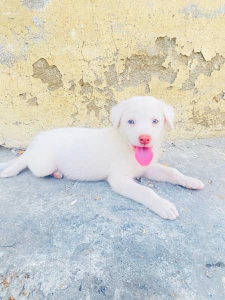 labrador and russian mix 5