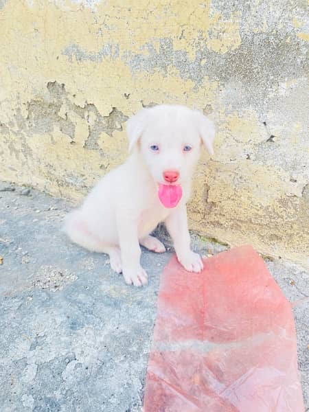 labrador and russian mix 7