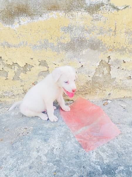 labrador and russian mix 9