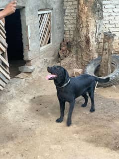 Pedigree Labrador