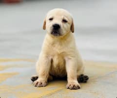 Labrador Female puppy