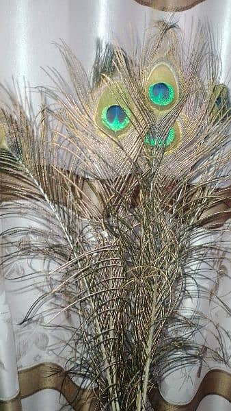 Peacock feather pack of 5 , pack of 10  , and customizer 1