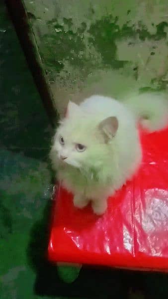 Adorable persian Cat for Sale - Age  14 Months Old! 1