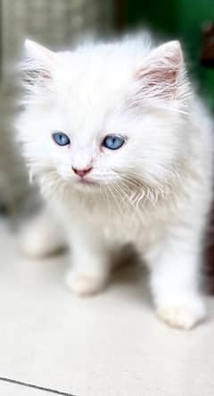 Persian Kitten For Sale