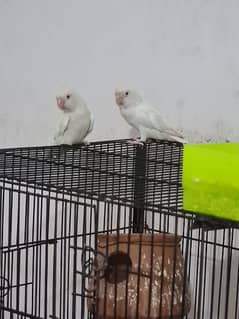 albino red eyes and black eyes for sale