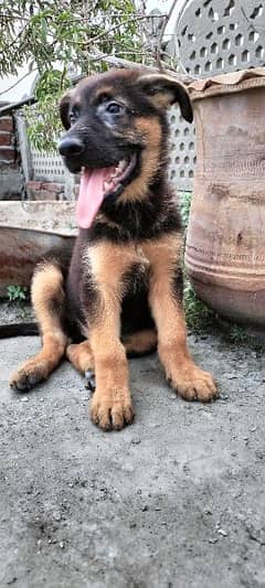 German Shepherd male puppy