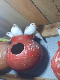 snow white finch Breader pairs