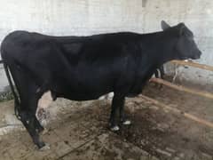 cow for sale