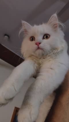 persian cat