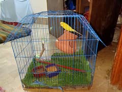 cage with bird