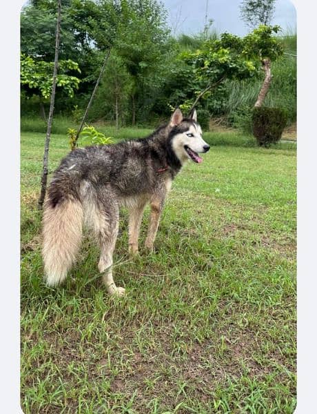 Siberian husky male available for sale 2