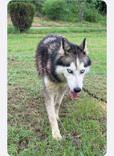 Siberian husky male available for sale 3