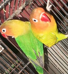 Green Ficshers home Breeding pair!