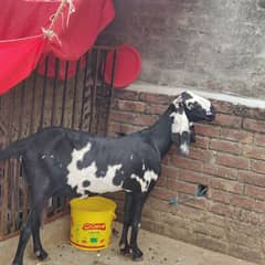 Betal bakri gaban