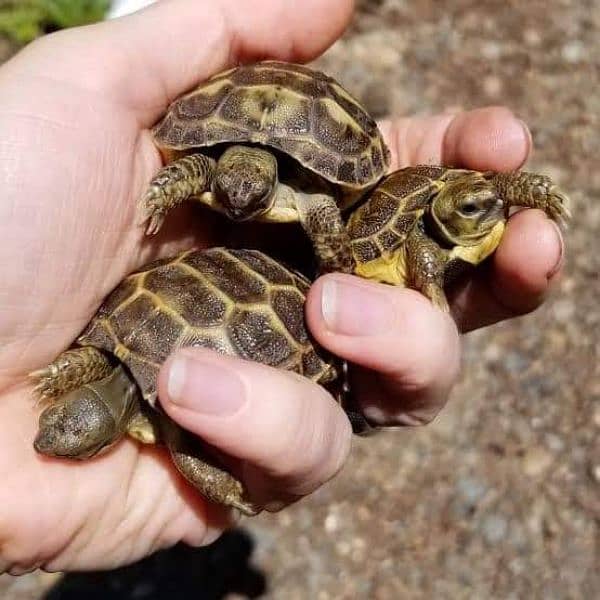 Imported small turtles 2