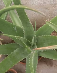 Aloe Vera plants and fresh gel