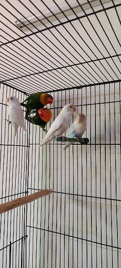 albino, love birds, split, red eye, white love bird, fisher 0