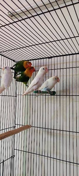 albino, love birds, split, red eye, white love bird, fisher 1