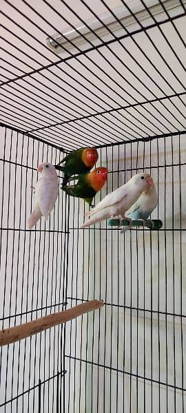 albino, love birds, split, red eye, white love bird, fisher 2