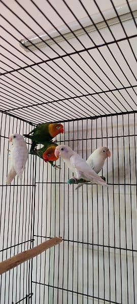 albino, love birds, split, red eye, white love bird, fisher 4