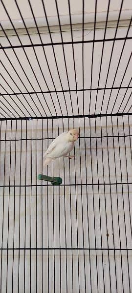 albino, love birds, split, red eye, white love bird, fisher 5