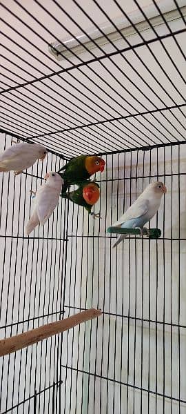 albino, love birds, split, red eye, white love bird, fisher 6