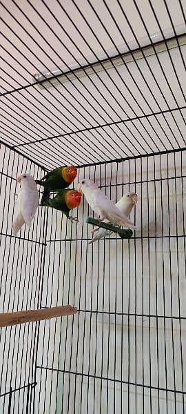 albino, love birds, split, red eye, white love bird, fisher 7