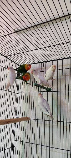 albino, love birds, split, red eye, white love bird, fisher 8