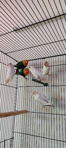 albino, love birds, split, red eye, white love bird, fisher 9