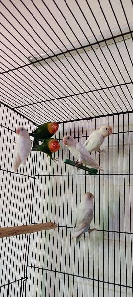 albino, love birds, split, red eye, white love bird, fisher 10