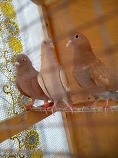 pigeons with wood cage