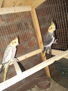 cocktail breeder Pair with 1 patha for sale full breeder Pair