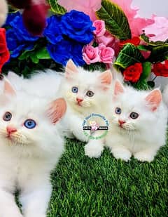 Persian Kittens |Blue eyes| Odd eyes| Triple Coated |Punch face|