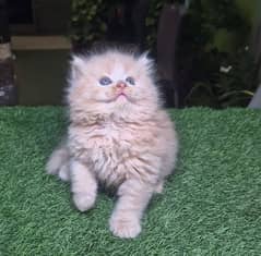 Triple coat Persian Kitten